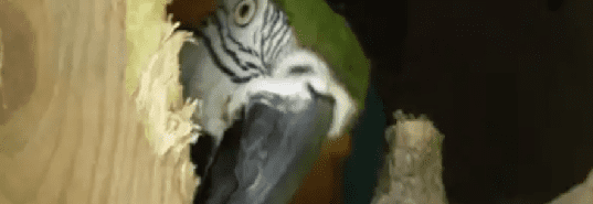 amazon papagáj